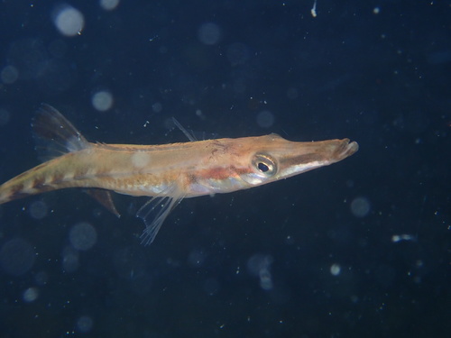Sea Stickleback