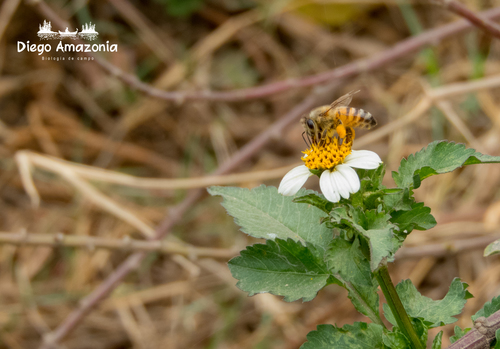 photo of Western Honey Bee (Apis mellifera)