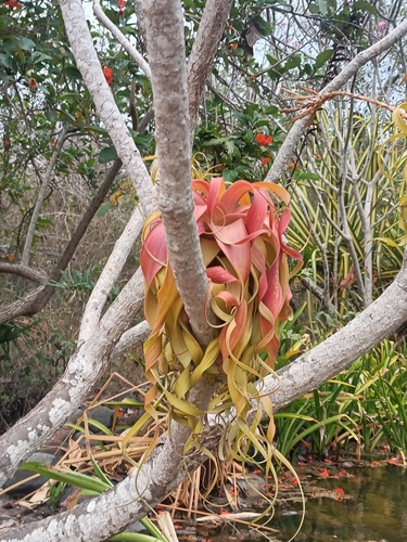 Tillandsia roland-gosselinii (Tillandsia roland-gosselinii)
