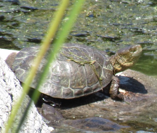 Northwestern Pond Turtle