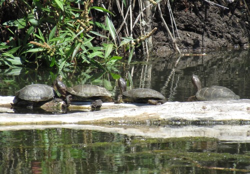 Southwestern Pond Turtle
