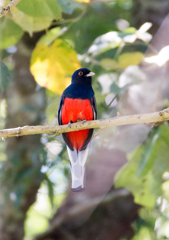 Surucua Trogon (Trogon surrucura) photo