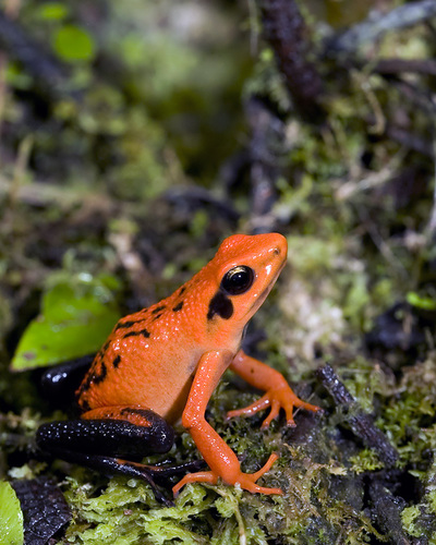 Silverstone's Poison Frog - Photo (c) Brad Wilson, all rights reserved, uploaded by Brad Wilson