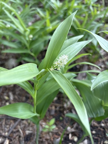 star-flowered lily-of-the-valley