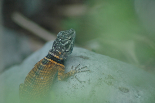 Ornate Spiny Lizard