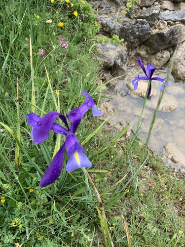 Avistamiento Iris azul de las marismas (Iris xiphium)
