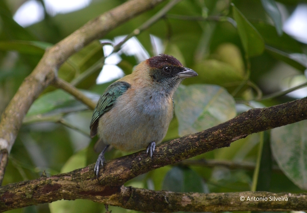 Lesser Antillean Tanager photo
