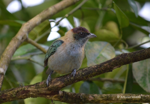 Lesser Antillean Tanager