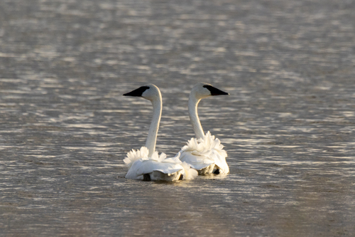 Trumpeter Swan