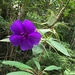 Tibouchina bipenicellata - Photo (c) josue_oudin, all rights reserved, uploaded by josue_oudin