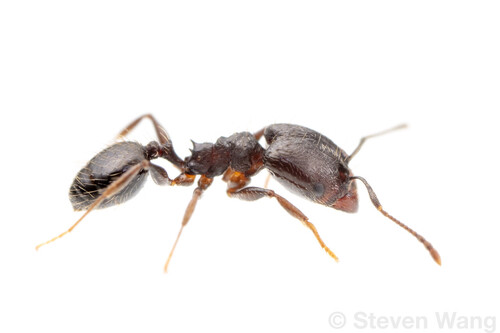 Pheidole sciophilaPheidole sciophila