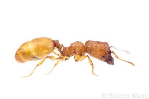 Pheidole pelorPheidole pelor