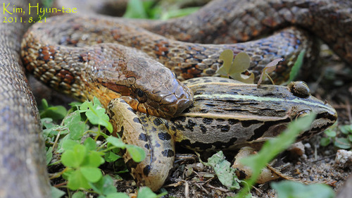 Steppe Ratsnake