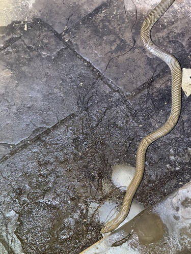 Pygmy Mulga Snake sighting