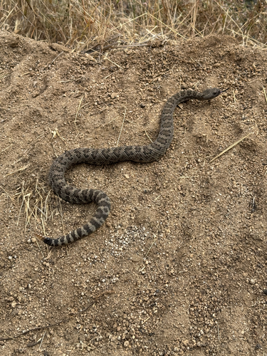 iNaturalist observation photo of Northern Pacific Rattlesnake