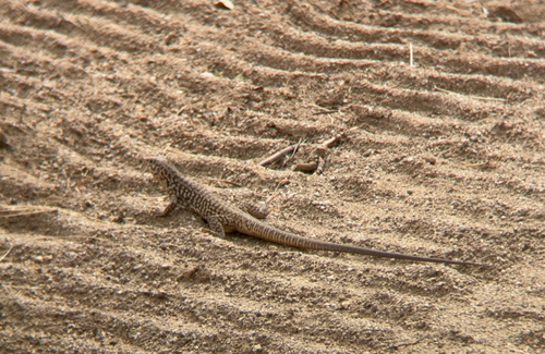iNaturalist observation photo of Western Whiptail