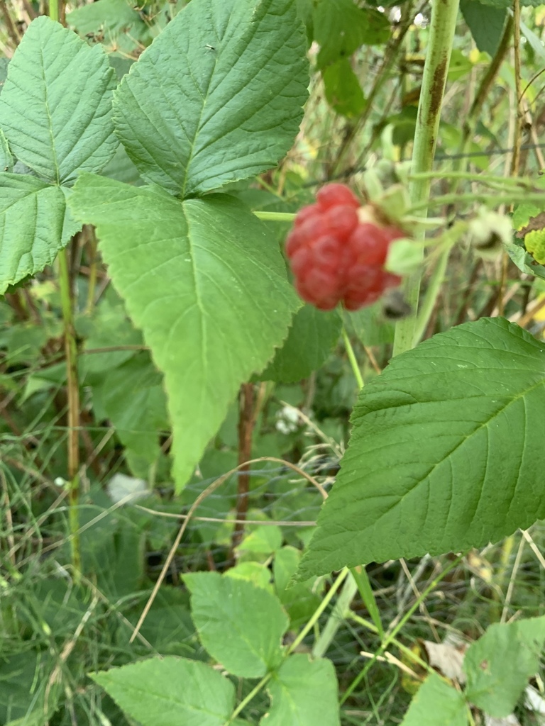 red raspberry from Smedebakken, Silkeborg, Midtjylland, DK on September ...