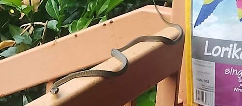 Common Tree Snake sighting