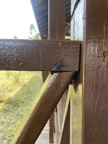 Japanese Assassin Bug