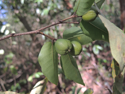 Sapium appendiculatum