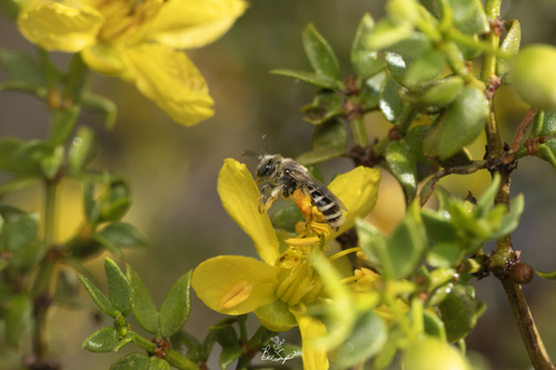 Creosote Evening Bee