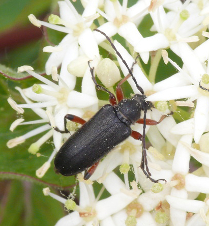 Cortodera villosa