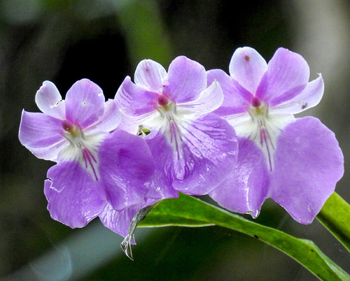 Miltoniopsis