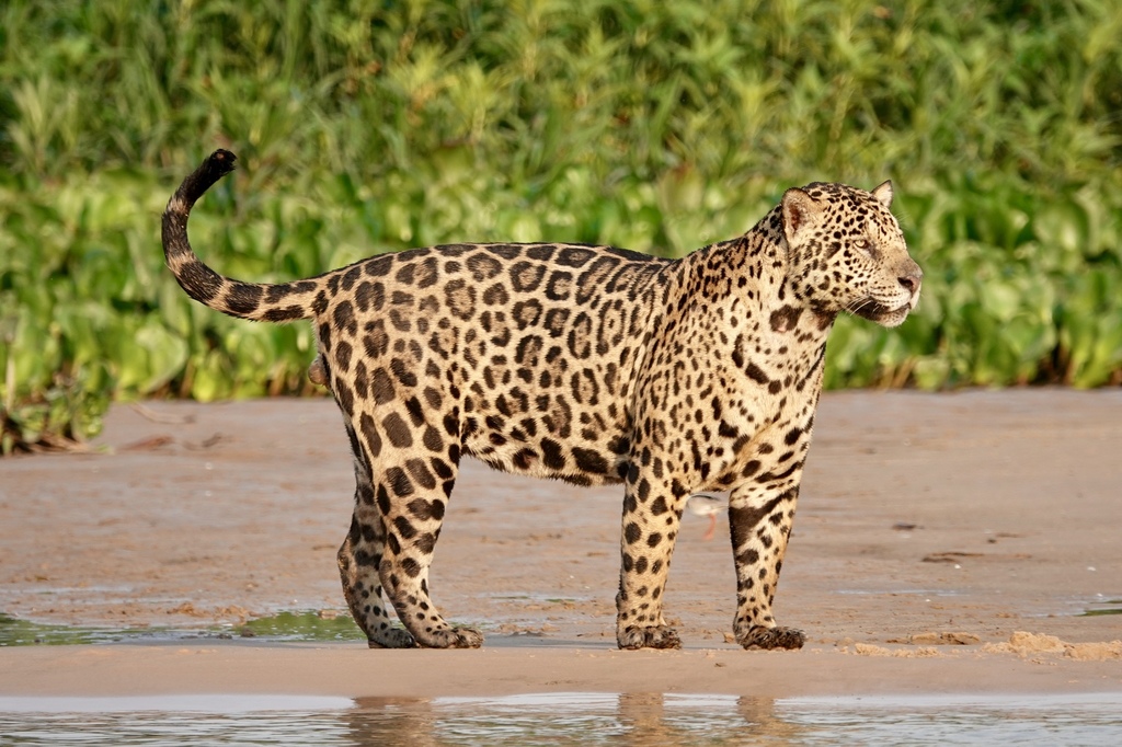Leones, Tigres Y Parientes (Género Panthera) · NaturaLista Mexico