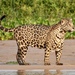 Jaguar - Photo (c) rdwilcox51, all rights reserved, uploaded by rdwilcox51