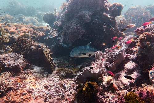 Giant Trevally — seen at this dive site