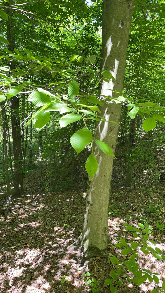 Fagus