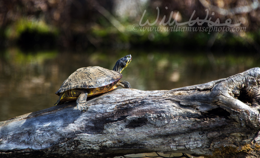 Common Slider