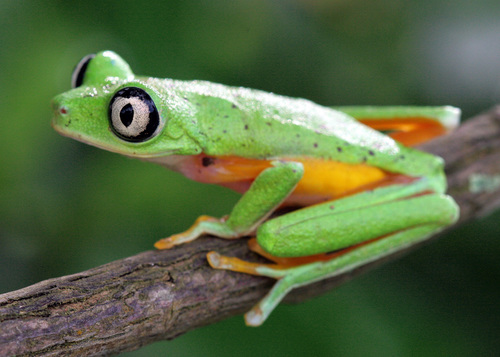 Lemur Leaf Frog - Photo (c) Brad Wilson, all rights reserved, uploaded by Brad Wilson