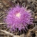 Pine Thistle - Photo (c) peter_r, all rights reserved, uploaded by peter_r