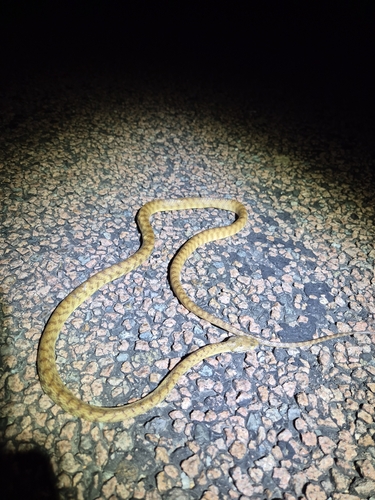 Brown Tree Snake sighting