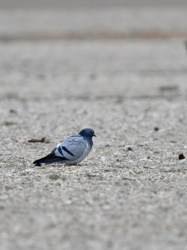Hill Pigeon