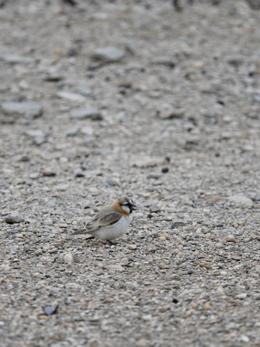 Blanford's Snowfinch