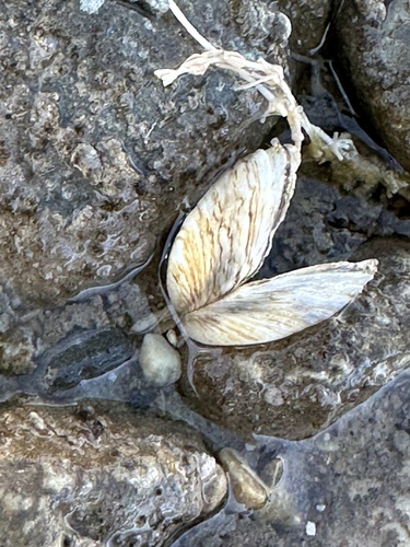 Dreissena bugensis