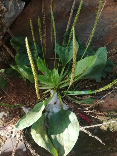 greater plantain