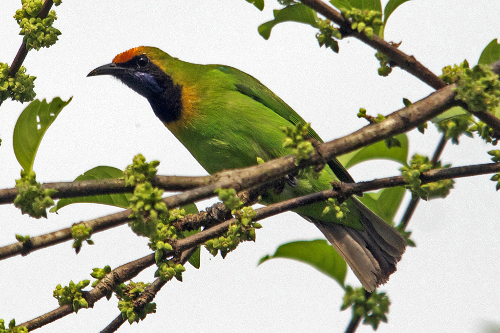 Golden-fronted Leafbird (Chloropsis aurifrons) photo