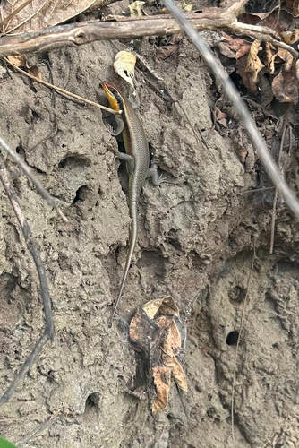 Wahlberg’s Striped Skink