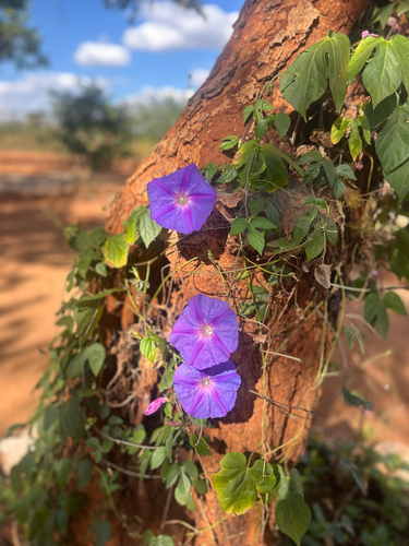 oceanblue morning glory