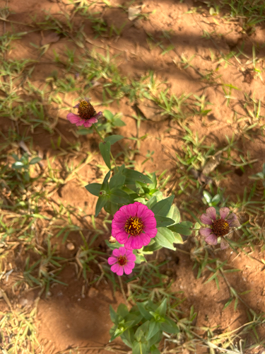 Elegant Zinnia