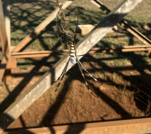 banded-legged golden orb-web spider