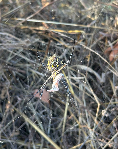 Common Garden Orbweb Spider