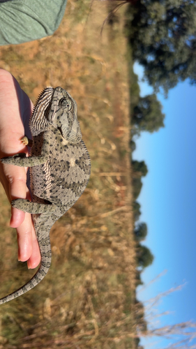 Flap-necked Chameleon