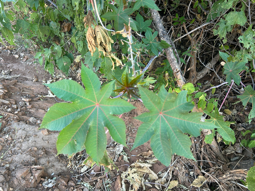castor bean