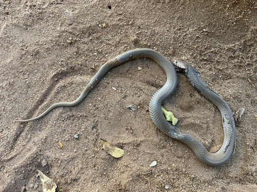 Mozambique Spitting Cobra