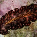 Persian Carpet Flatworm - Photo (c) Arial Simpson, all rights reserved, uploaded by Arial Simpson