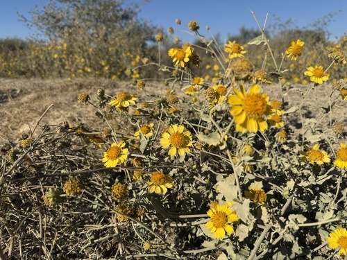 cowpen daisy